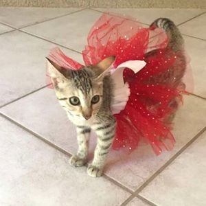 Meet your Posher, Sydney